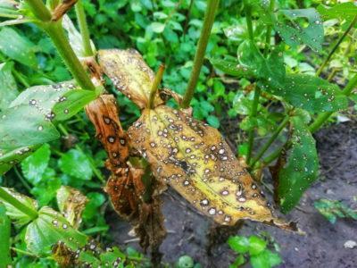 Idees per eliminar plagues del jardí sense pesticides