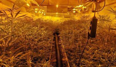 Detenen tres persones per cultivar marihuana en una xalet d’alt estànding ocupat al Catllar