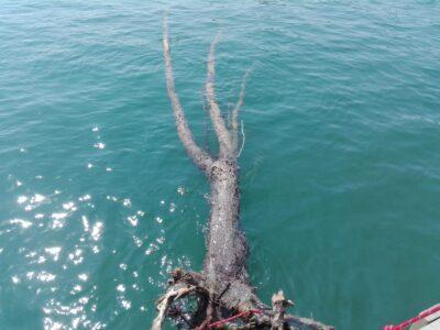 Troben un arbre de 14 metres a mitja milla mar endins a Torredembarra