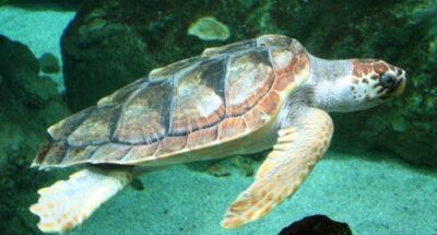 Jornada de voluntariat ambiental amb la tortuga babaua com a protagonista