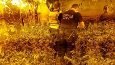 Desmantellada una plantació de marihuana a Roda de Berà amb 3.500 plantes