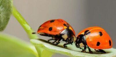 Taller ‘Construïm un hotel d’insectes’, a la Biblioteca Mestra Maria Antònia el 4 de juny