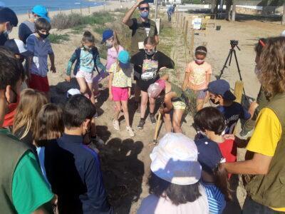 Escolars altafullencs planten vegetació autòctona per reforçar la platja i protegir el Parc de Voramar