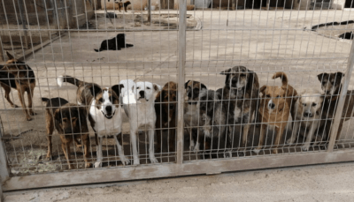 Els Nois de la Torre organitzen una jornada solidària el 4 de juliol en benefici de la Protectora d’animals