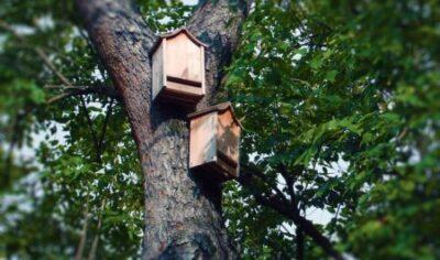 Taller ‘Seguiment de caixes niu’, al Parc de Cal Llovet el 12 de febrer