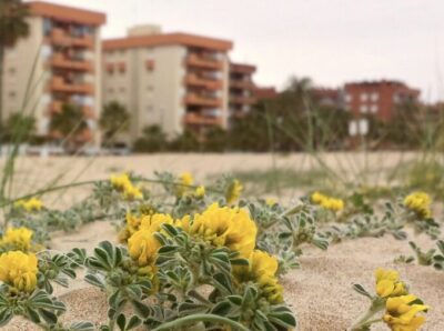 Sortida del GEPEC-EdC i el GEVEN per conèixer la restauració de dunes i llacunes litorals