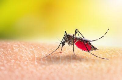 Tornen els tractaments setmanals contra els mosquits