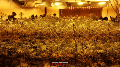 Desmantellada una plantació de 4.000 plantes de marihuana  en una casa ‘bunqueritzada’ a la Pobla de Montornès