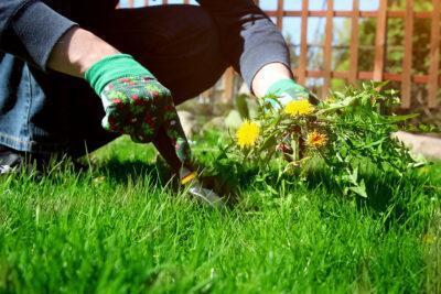 Com podem acabar amb les males herbes del nostre jardí