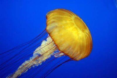 Taller sobre meduses el 17 d’agost a Baix a mar