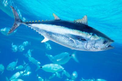 Per què hem de consumir peix blau?