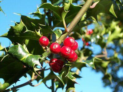 El Grèvol: Una planta emblemàtica de Nadal
