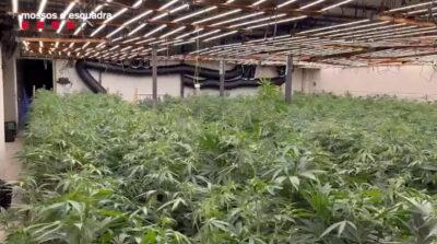 Detenen tres homes i desmantellen una plantació de més de 1.300 plantes de marihuana a Roda de Berà