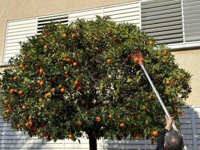 Prova pilot per aprofitar els fruits dels arbres dels espais públics de Torredembarra