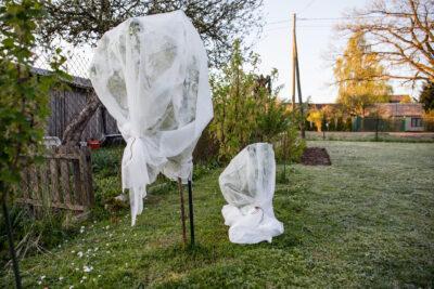 Protecció de les plantes a l’hivern: consells pràctics per garantir la seva supervivència