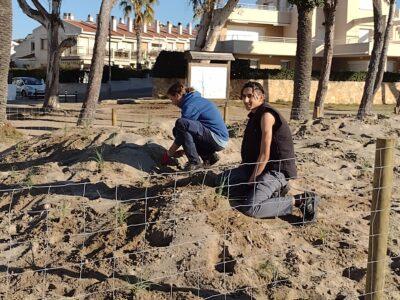 La renaturalització del Parc de Voramar culmina plantant vegetació a la duna