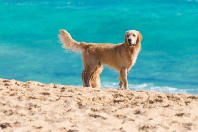 Consulta oberta a la ciutadania per elaborar una ordenança de l’ús de la futura platja per a gossos