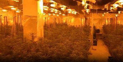 Detinguts dos homes i desmantellat un conreu de prop d’un miler de plantes de marihuana a Torredembarra