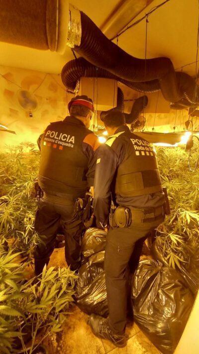 Detenen dos homes i desmantellen una plantació de marihuana en un xalet de Roda de Berà