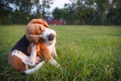 Com eliminar i evitar les puces en els nostres animals