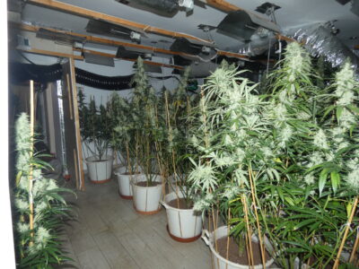 Detingut a Torredembarra una persona que transportava al seu vehicle més de 20 quilos de marihuana