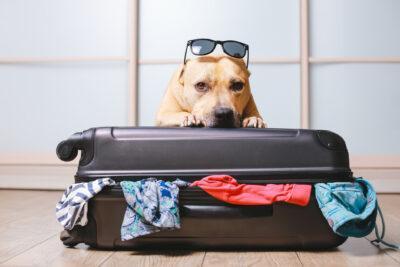 Com escollir la millor residència per als nostres animals de companyia
