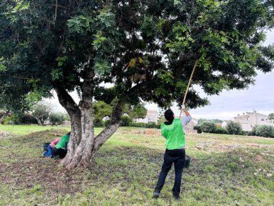 L’Ajuntament de Torredembarra fa una crida al voluntariat per a una nova campanya d’espigolades