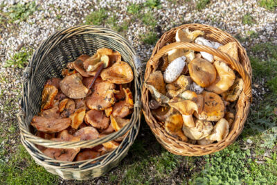 Com distingir els bolets perillosos: advertiments i consells per a una recol·lecció segura