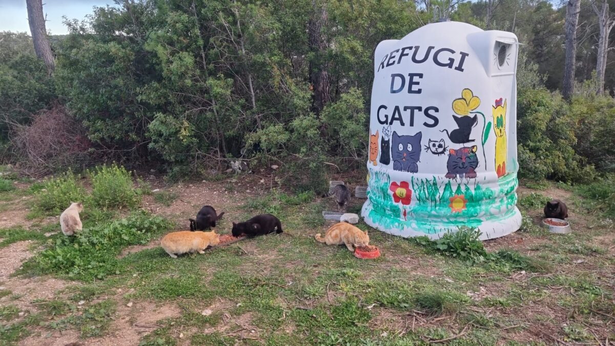 contenidor_gats_catllar