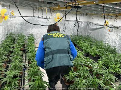 Desmantellada una plantació de marihuana a Vespella de Gaià en una operació contra el crim organitzat