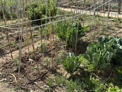 S’obre el procés per obtenir llicència temporal per conrear horts ecològics a Cal Dània