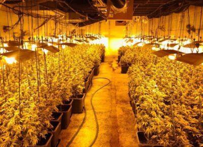 Desarticulada una plantació de marihuana en una urbanització al costat de la presó del Catllar