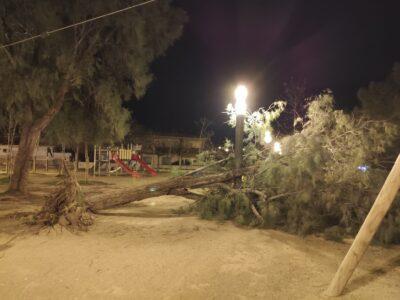 El fort vent fa caure un arbre al Parc del Llovet i fa saltar una placa del Pavelló Sant Jordi