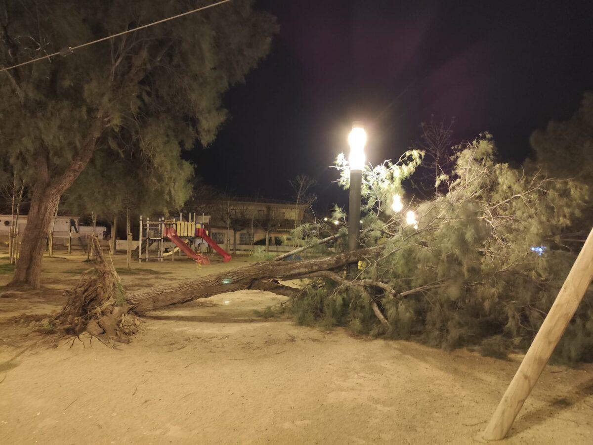 arbre_caigu_cal_lllovet