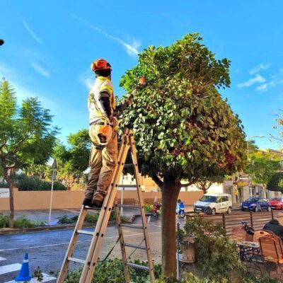 Altafulla licita el servei de poda de l’arbrat municipal per més de 188.000 euros