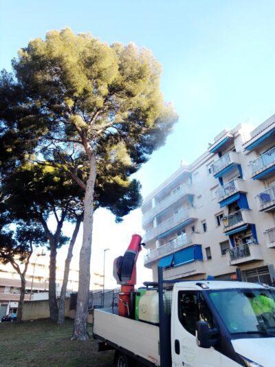 Es reforcen els tractaments per a controlar la processionària del pi